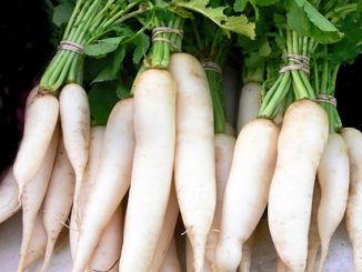 radish